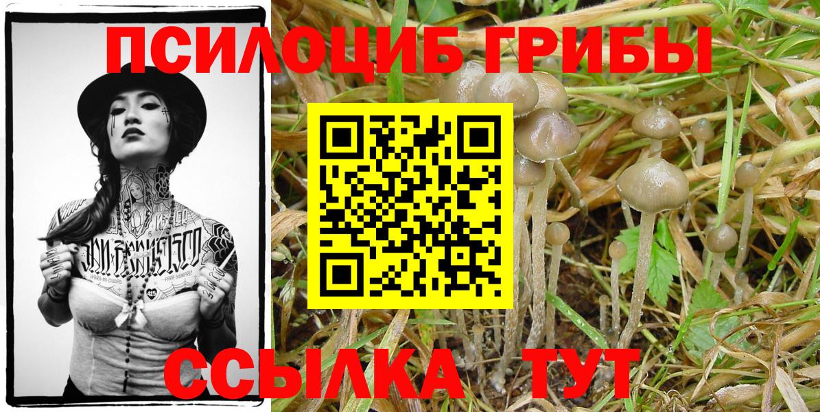 Галлюциногенные грибы прущие грибы  Луга 